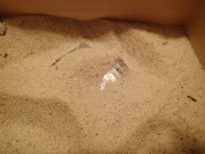 青蛙分数：打开的盒子23.jpg