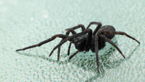 cheeta100 的作品 spider。