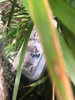 Runestone-Tarot NZ Cache.jpg